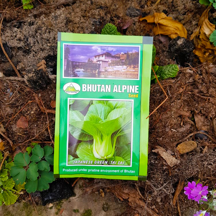 Bhutan Alpine Seed - Japanese Green Taisai Seed