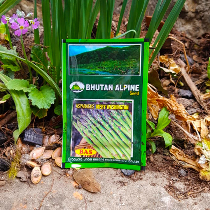Bhutan Alipne - Asparagus Merry Washington Seed