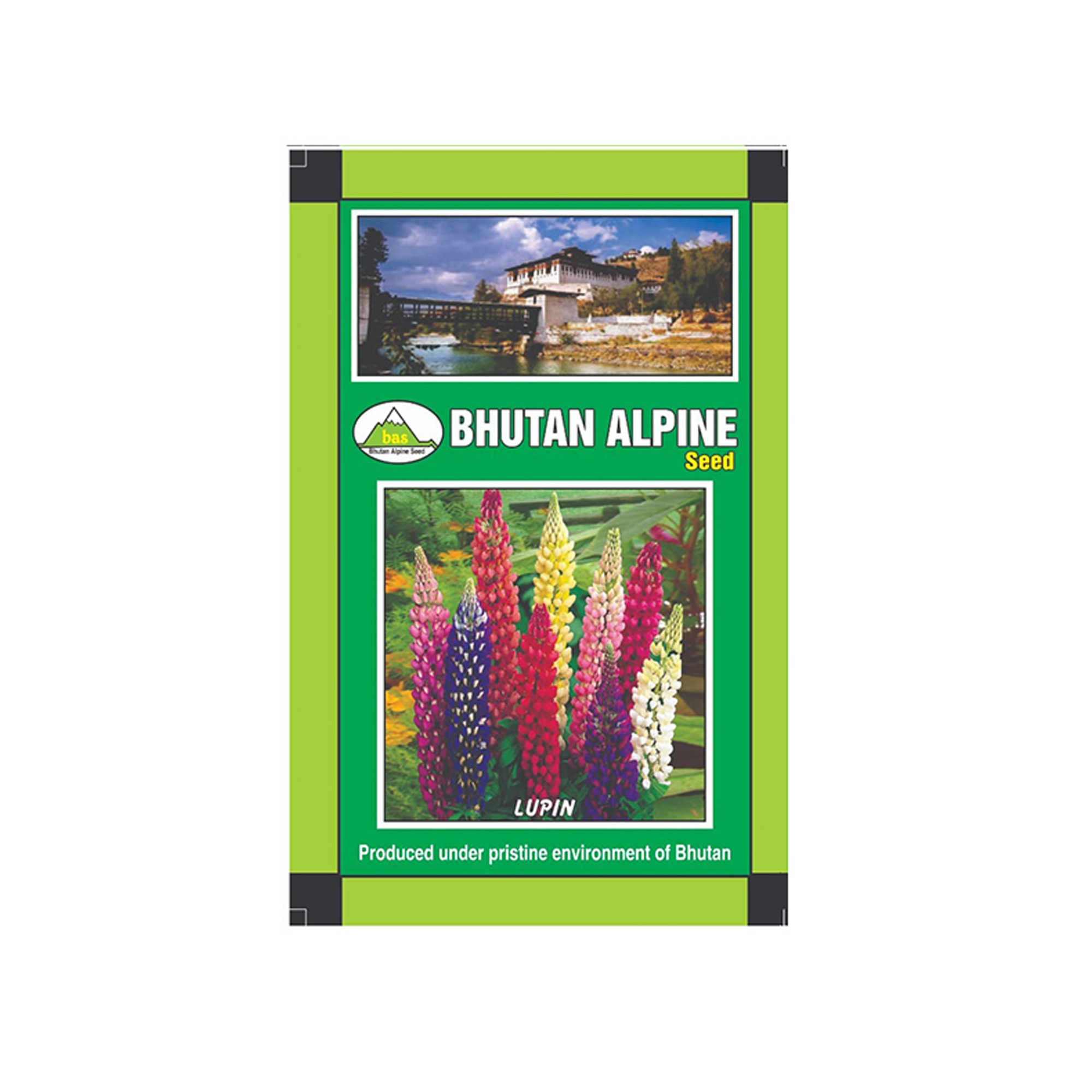 Bhutan Alpine Seed - Lupin