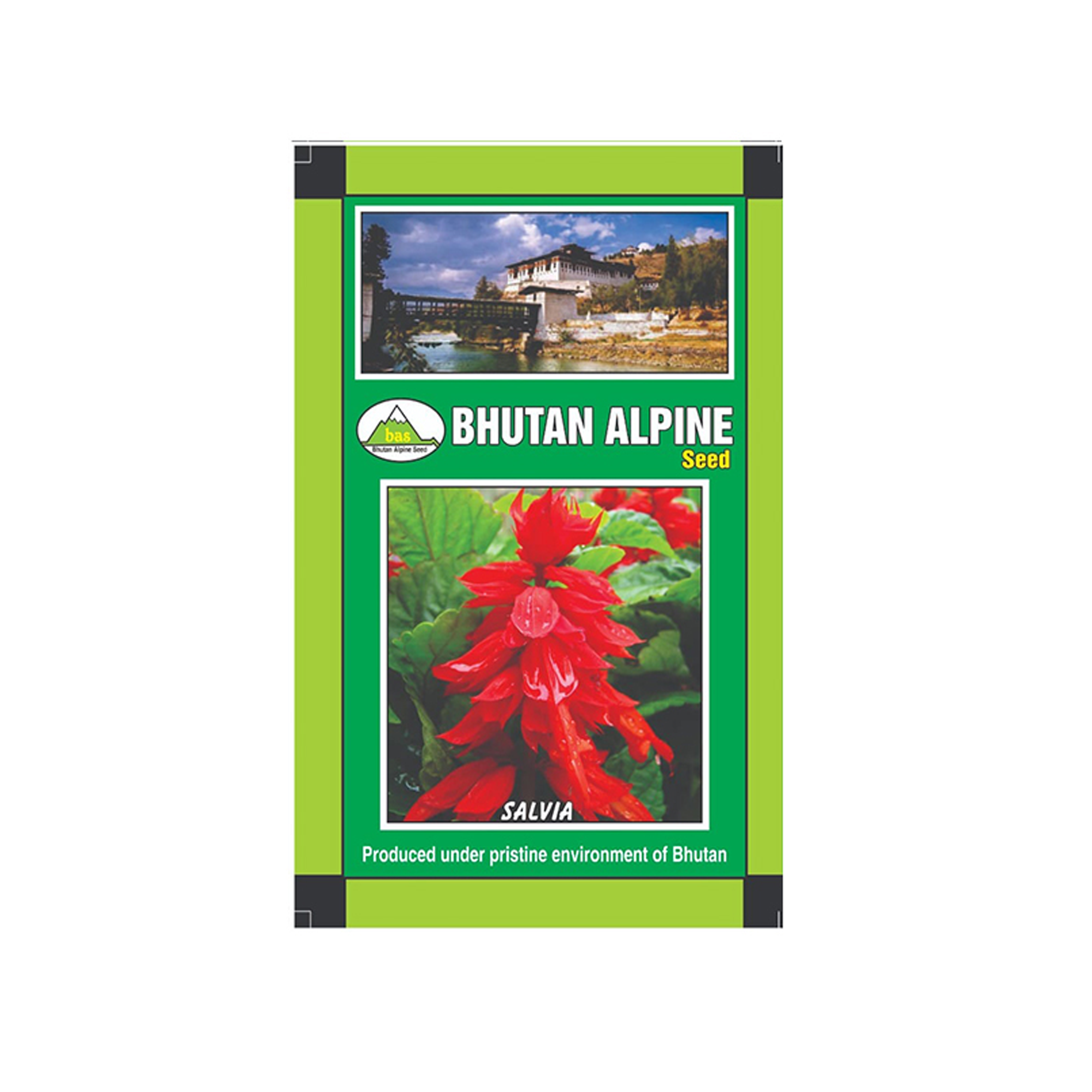 Bhutan Alpine Seed - Salvia